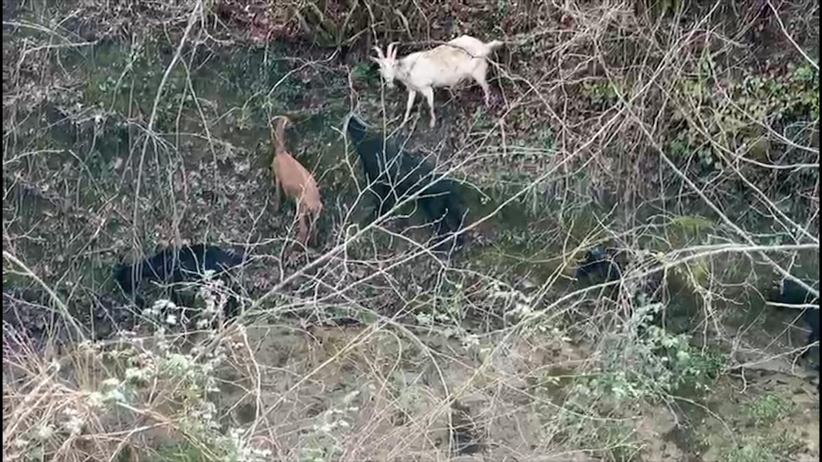 Blegtoria drejt zhdukjes?