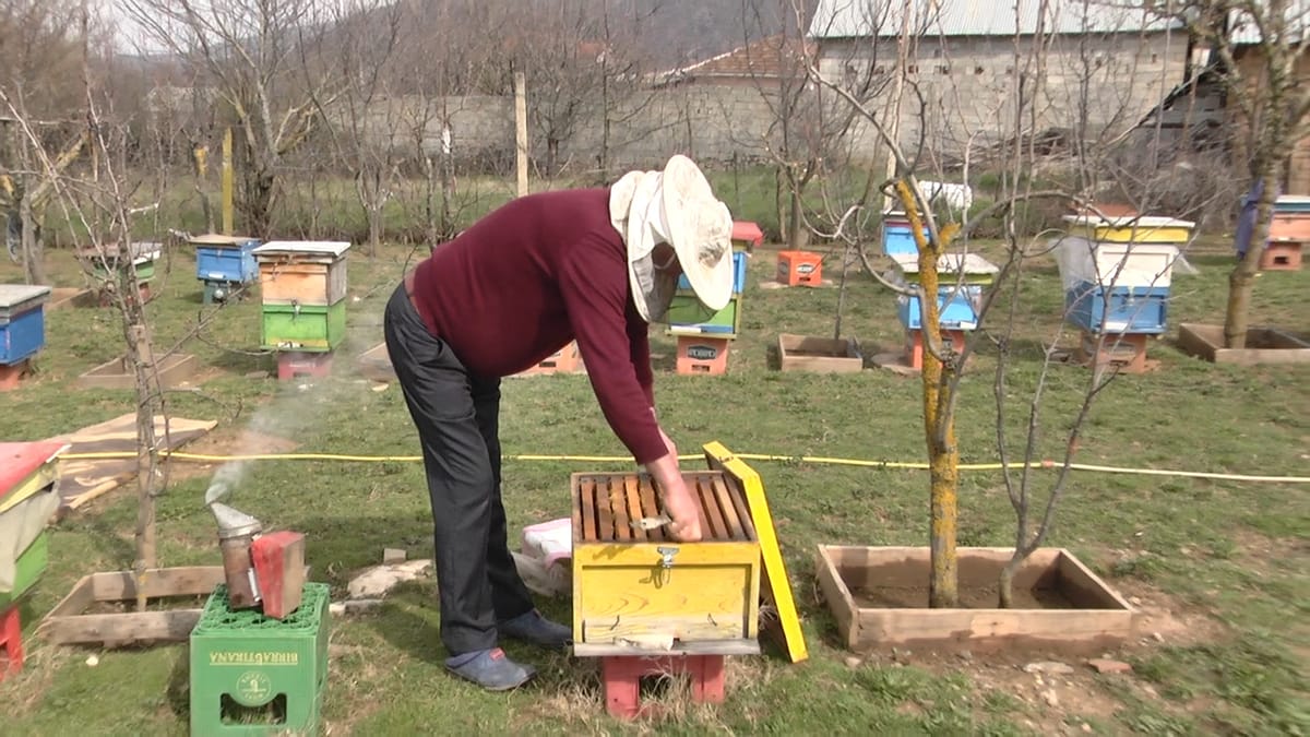 Bletarët e Dibrës: helmet e pemtoreve po na dëmtojnë bletët