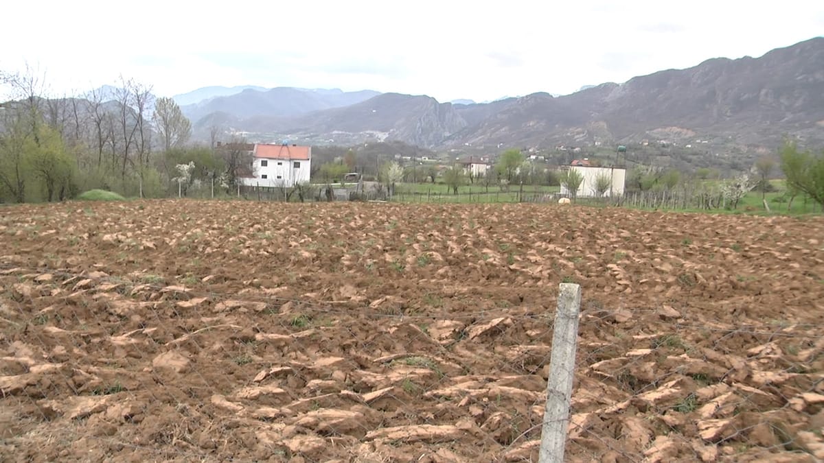 Bujqësia në pikjatë, çmimi i naftës mban peng punimin e tokës