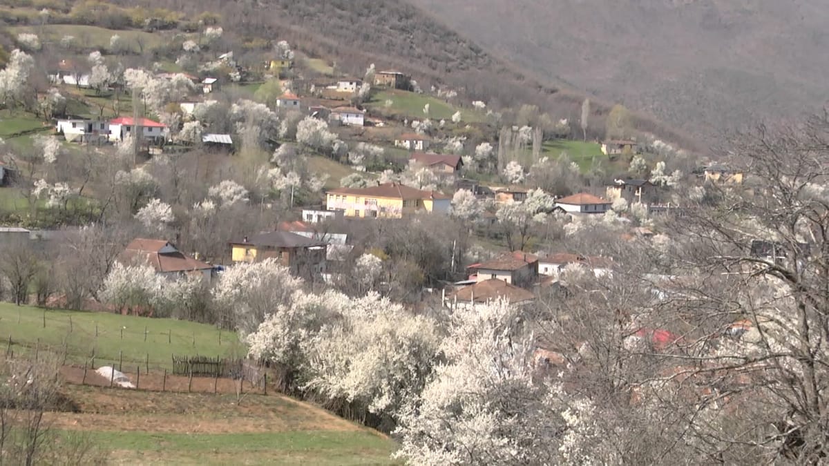 Valikardha, fshati i kumbullave autoktone