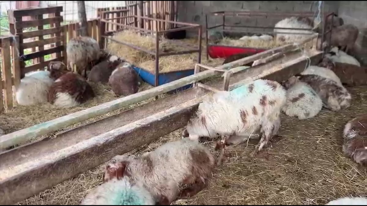 Blegtorët të painformuar për sëmundjen e Murtajës