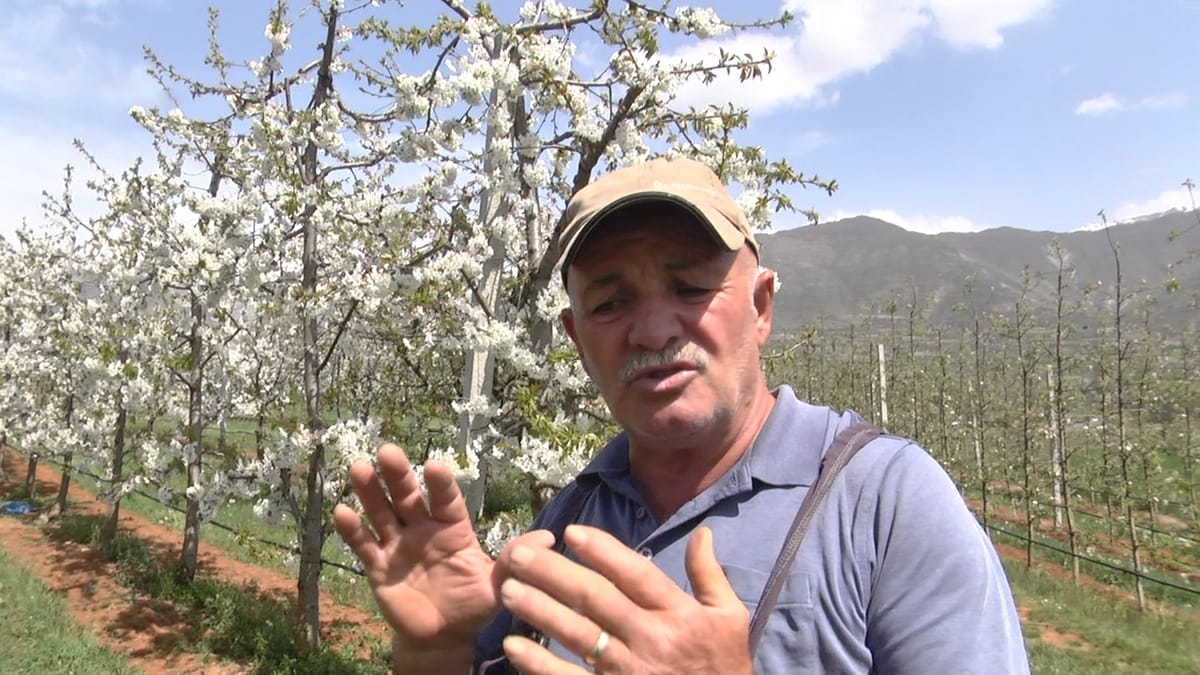 Fermerët e Dibrës presin prodhim të lartë këtë vit. Kryemadhi: shpresojmë të mos kemi dëme
