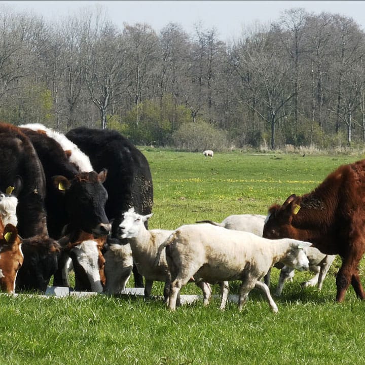 Kosova bllokon importimin e deleve dhe dhive nga Shqipëria: Shkak shpërthimi i murtajës së bagëtive të imta në Dibër