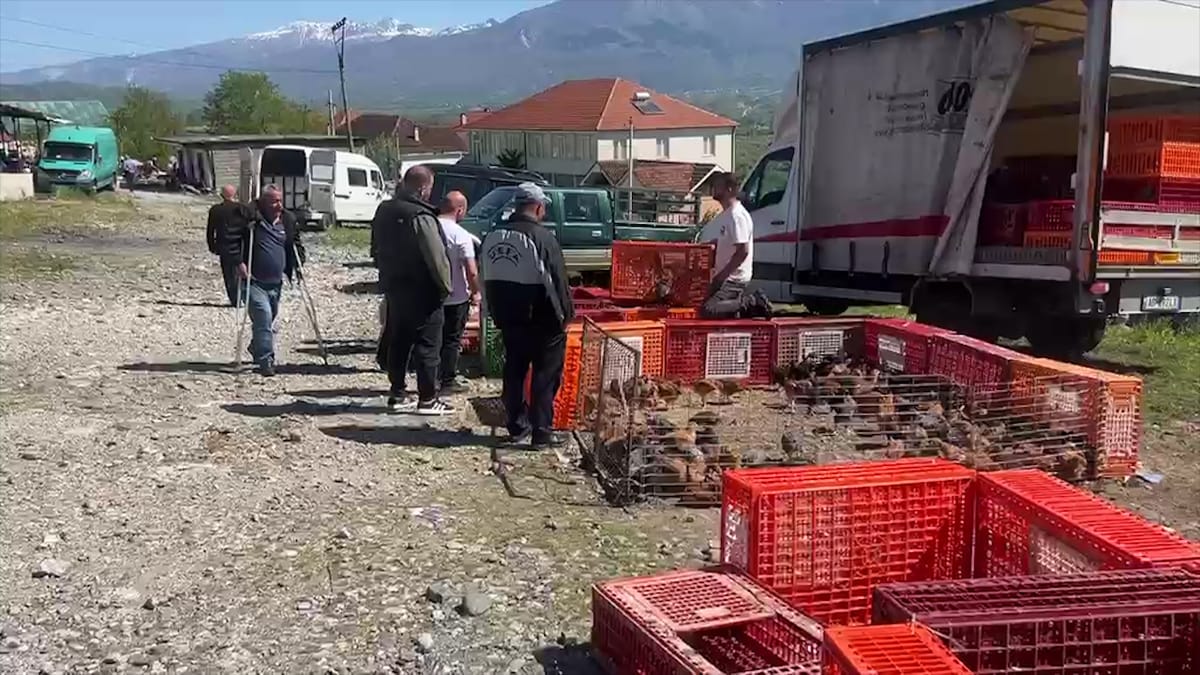 Sëmundja e murtajës boshatis tregun e Shupenzës