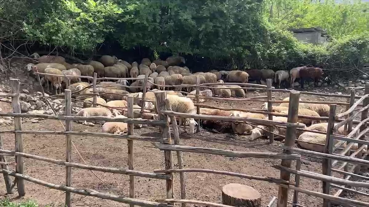 “Zhduket” blegtoria në Dibër?