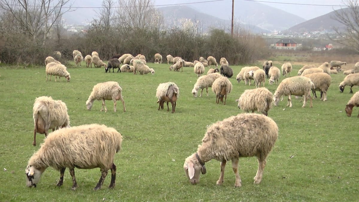 Blegtoria në 10 vitet e fundit përgjysmohet në Qarkun Dibër