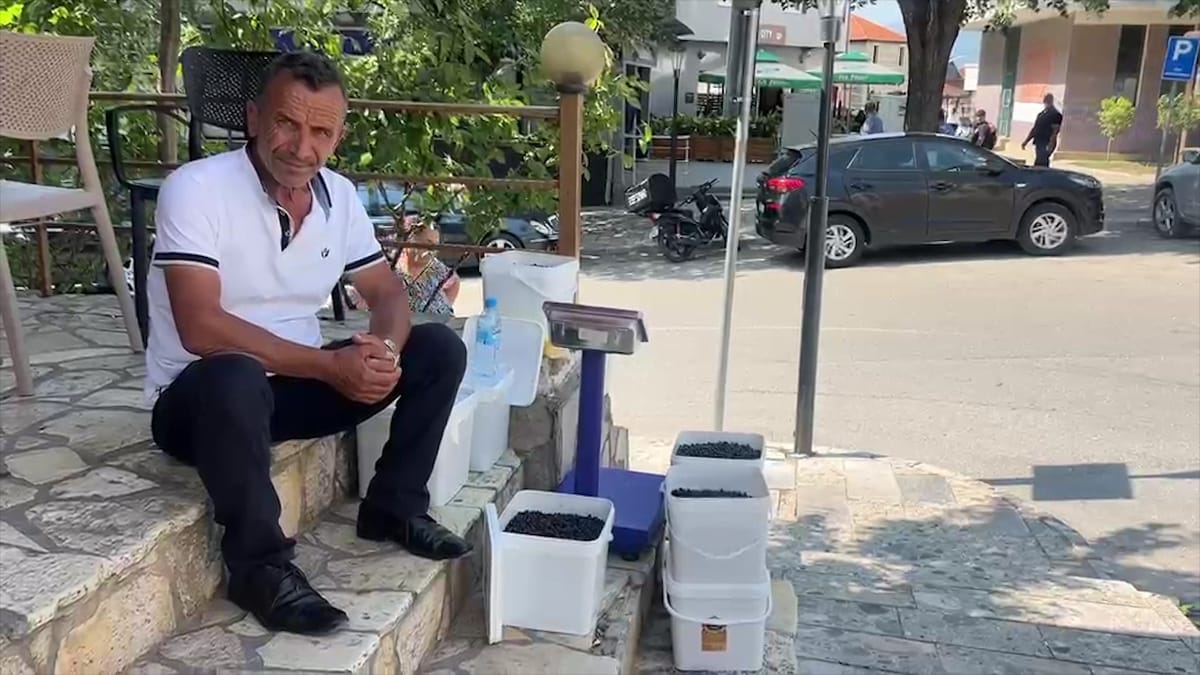 BORONICA E EGËR E DIBRËS DEL NË SHITJE, TREGTARËT: NA MUNGON TREGU NË QYTETIN E PESHKOPISË