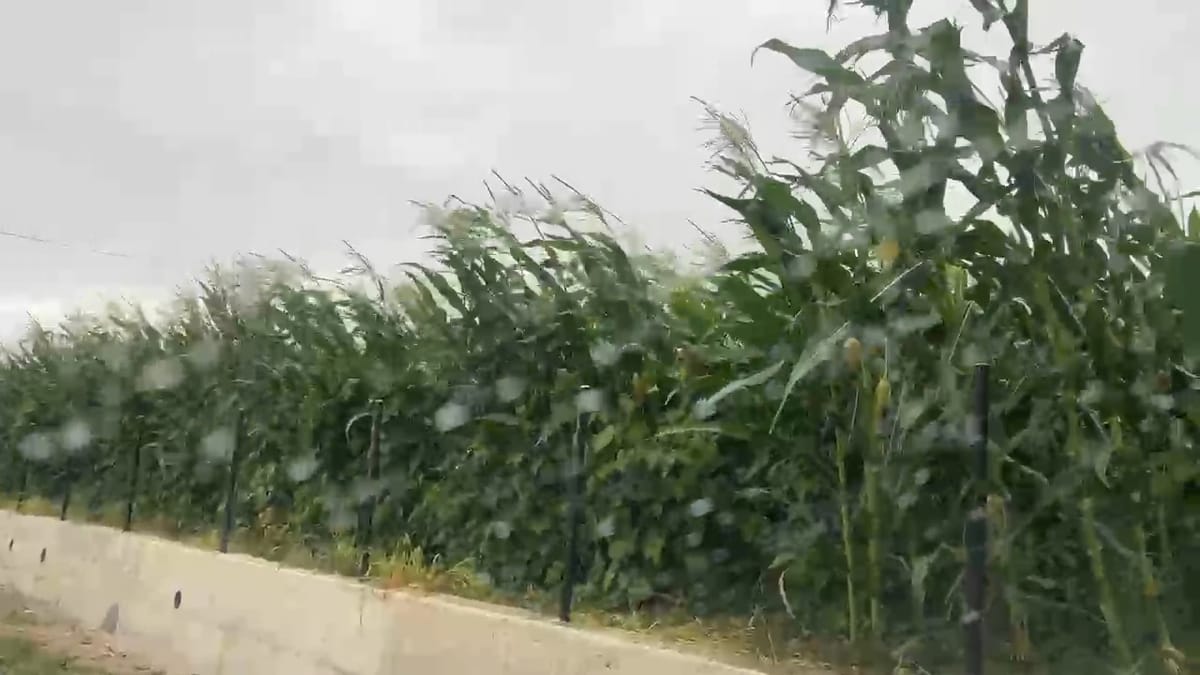 NDRYSHIME TË KUSHTEVE KLIMATIKE, RESHJE SHIU DHE ERË E FORTË, POR JO DËME NË BUJQËSI