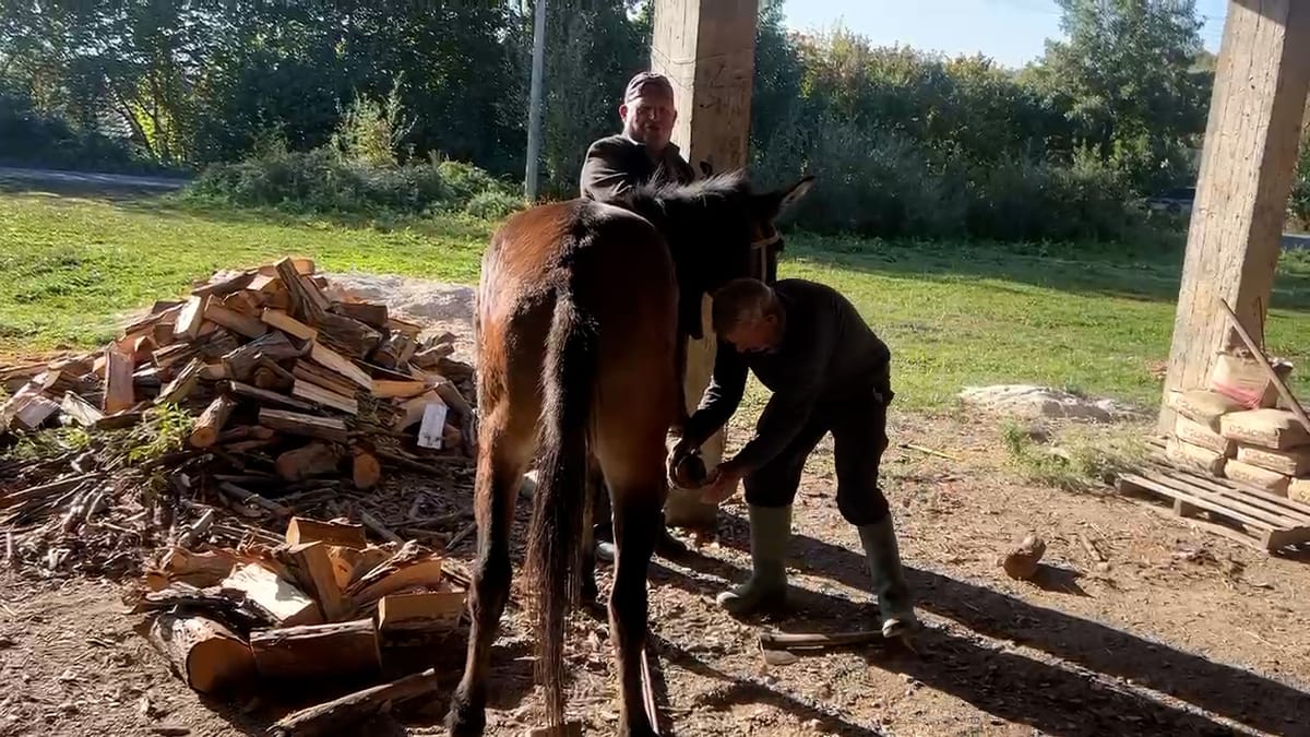 Pensionistët e Homeshit që luftojnë për mbijetesë