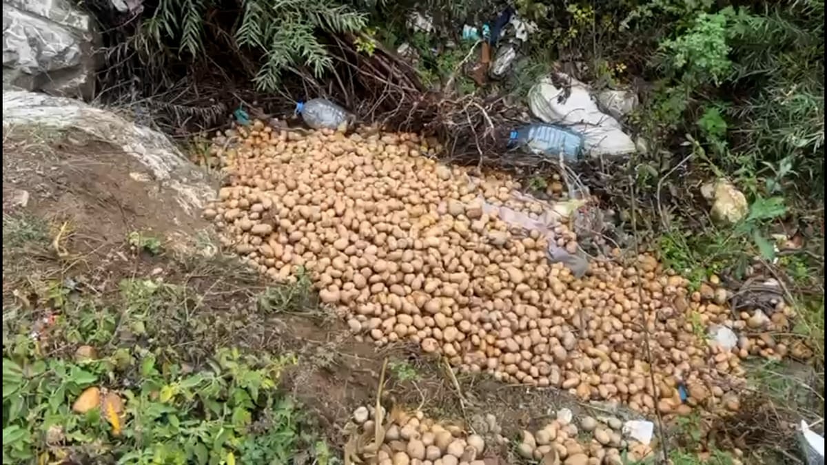 Dibër, fermerët hedhin prodhimin e patates: nuk gjetëm treg shitje