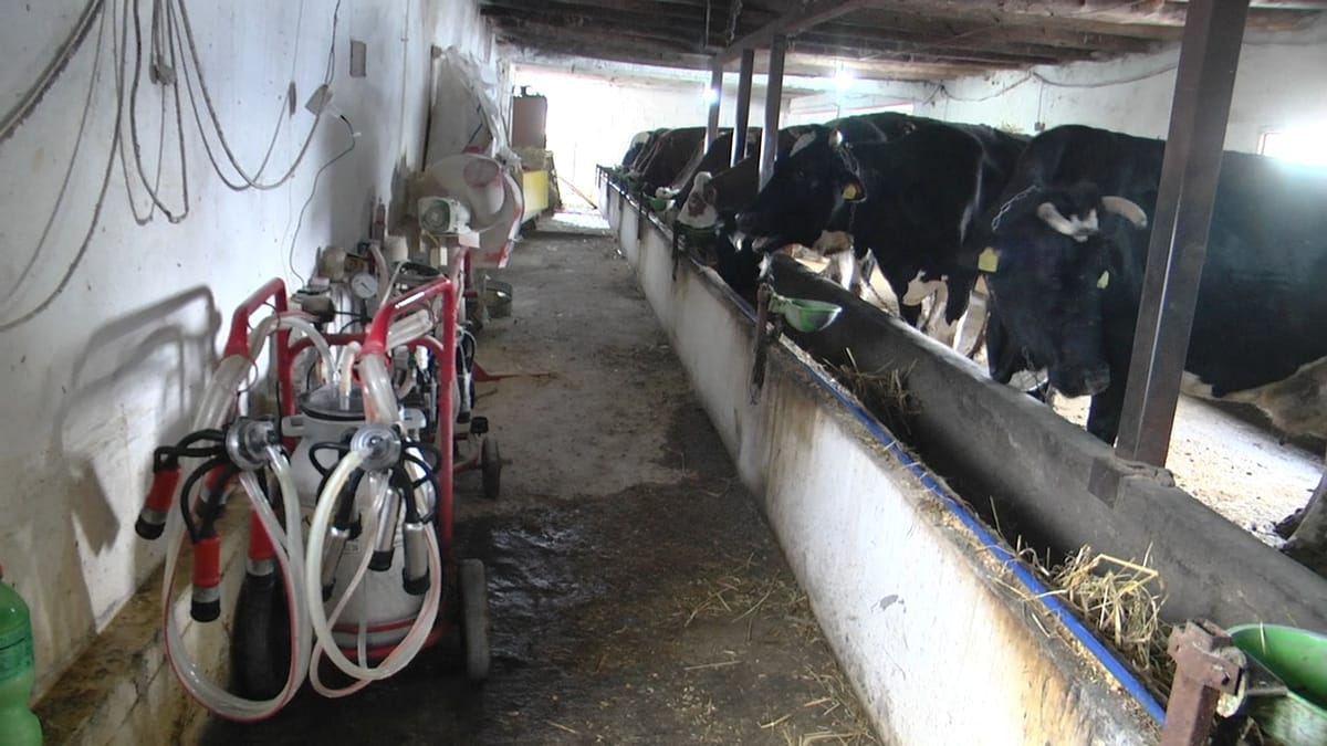 30-vjeçari që la Anglinë për të punuar në fermën familjare