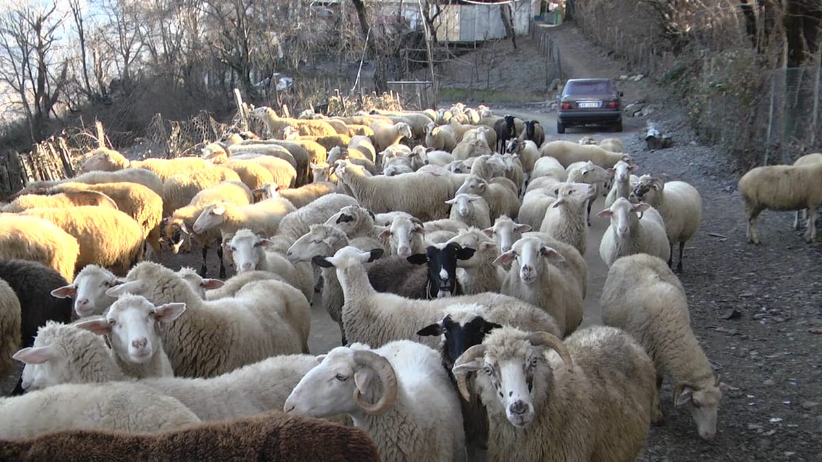 GURË I BARDHË, ÇOBANI "I FUNDIT"