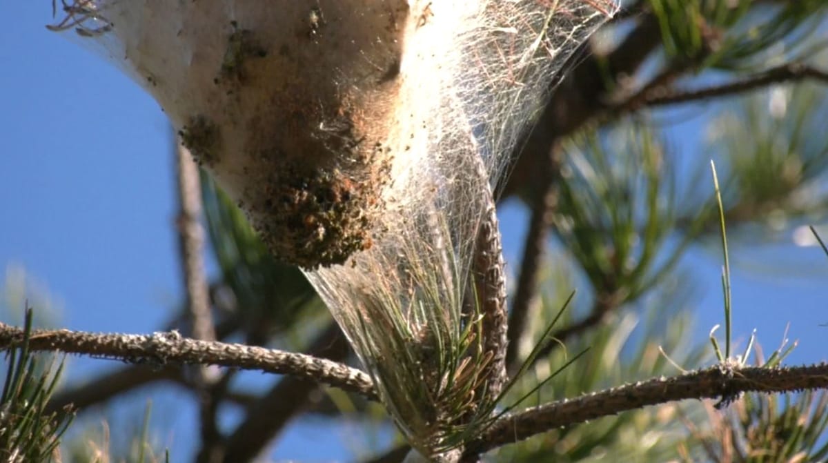 Procesionarja bën “qejf” në pishat e Fushë Bulqizës