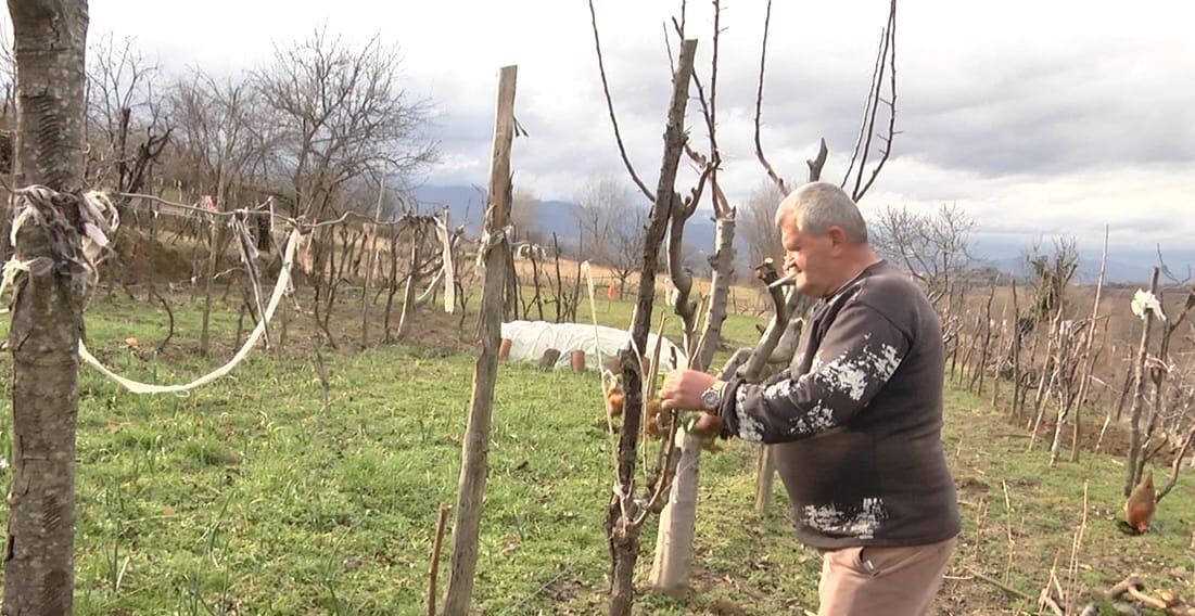 Fermerët e frutikulturës të pakënaqur me kostot e larta