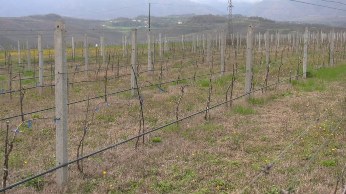 Nesër nisin aplikimet për subvencionet në bujqësi