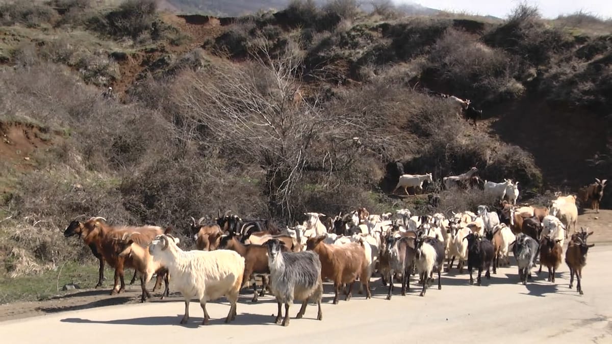Fermeri në Dibër: Mbështetje për blegtorinë e bujqësinë
