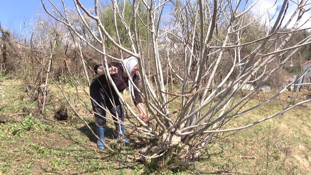 Daje Hidri, e moshuara që sfidon burrat në krasitjen e hardhisë