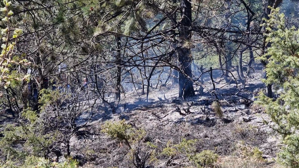 Klos, zjarri përfshin masivin pyjor me pishë të zezë, vihet nën kontroll