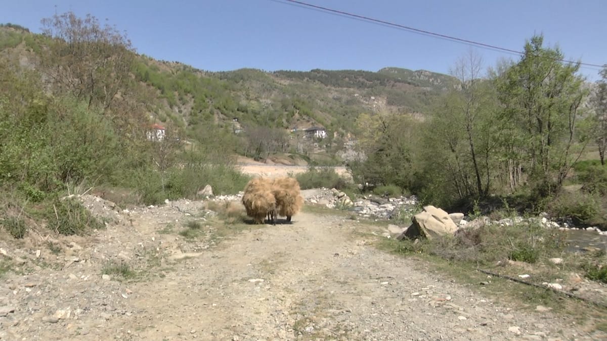 Klos / Banorët e lagjes “Duka” në Rripë të Gurrës, ende përdorin kafshë ngarkese për transport