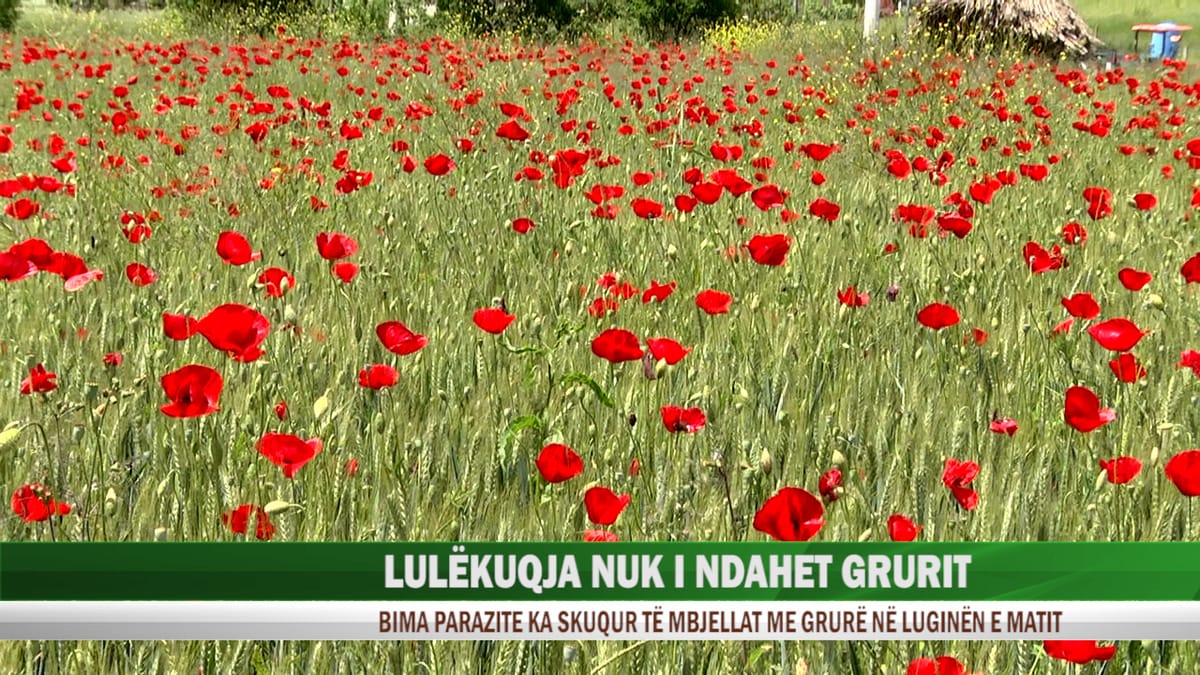 Lulëkuqja nuk i ndahet grurit as këtë vit