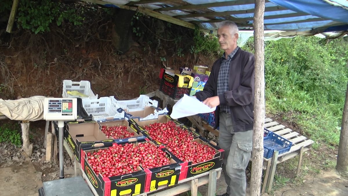 Dalin qershiat e Dibrës, por prodhuesit skeptik me prodhimin