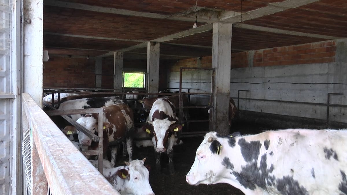 Subvencionet në bujqësi, specialistët po përpunojnë dokumentacionin