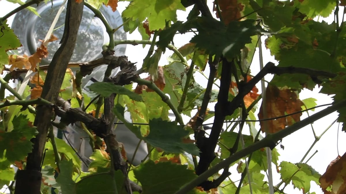 Klos / Fullqet, banorët kërkojnë ujin vaditës: Po na thahen të mbjellat