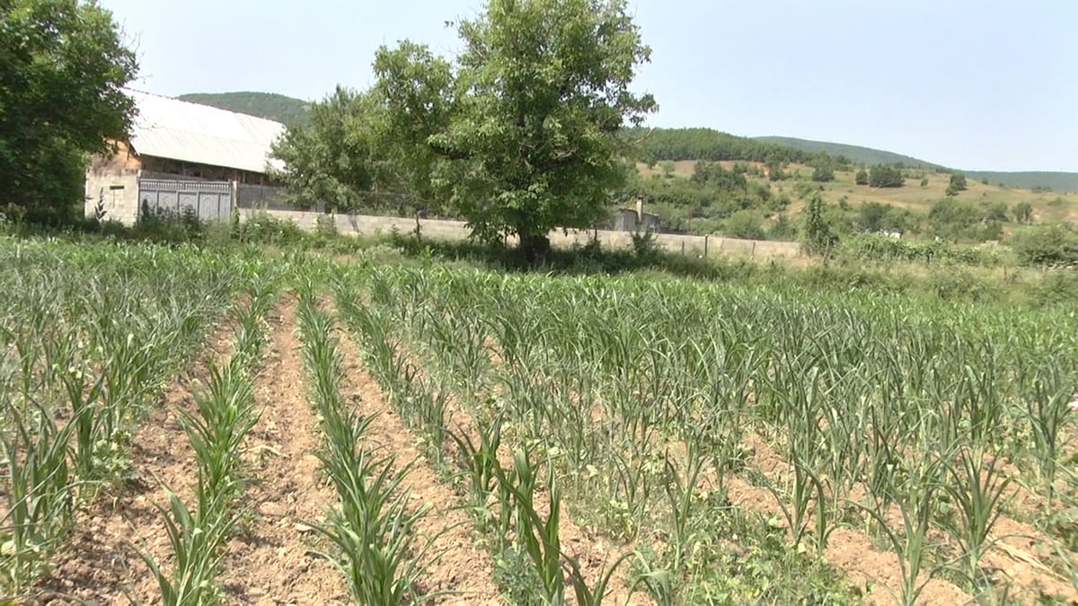 Të mbjellat po digjen për ujë, banorët e Mireshit kërkojnë që të respektohet kontrata nga HEC-i