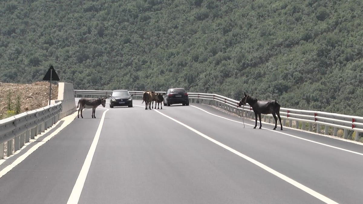 Kafshët në rrugën e Arbrit rrezikojnë mjetet