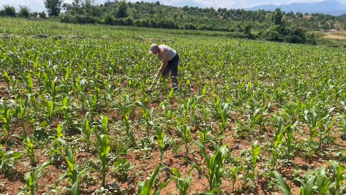 Sfida e një bujku, nga temperaturat e larta tek kostot e rritura