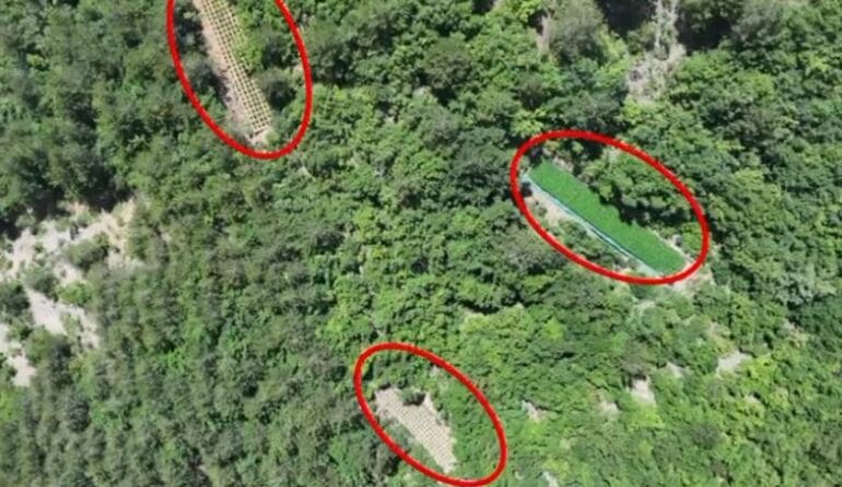 MIRDITË/Mbolli 374 rrënjë kanabis në pyll, arrestohet Në flagrancë 27-vjeçari. E pëson edhe kryeplaku i fshatit