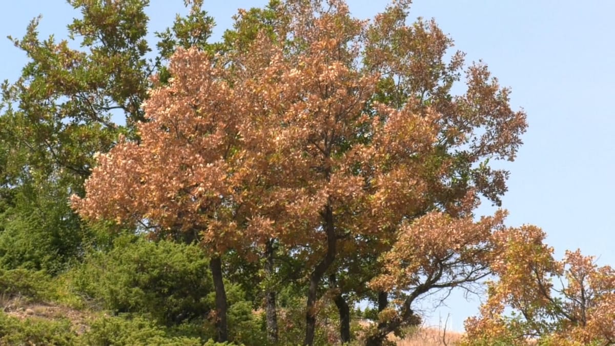 Temperaturat ekstreme, thahen pemët