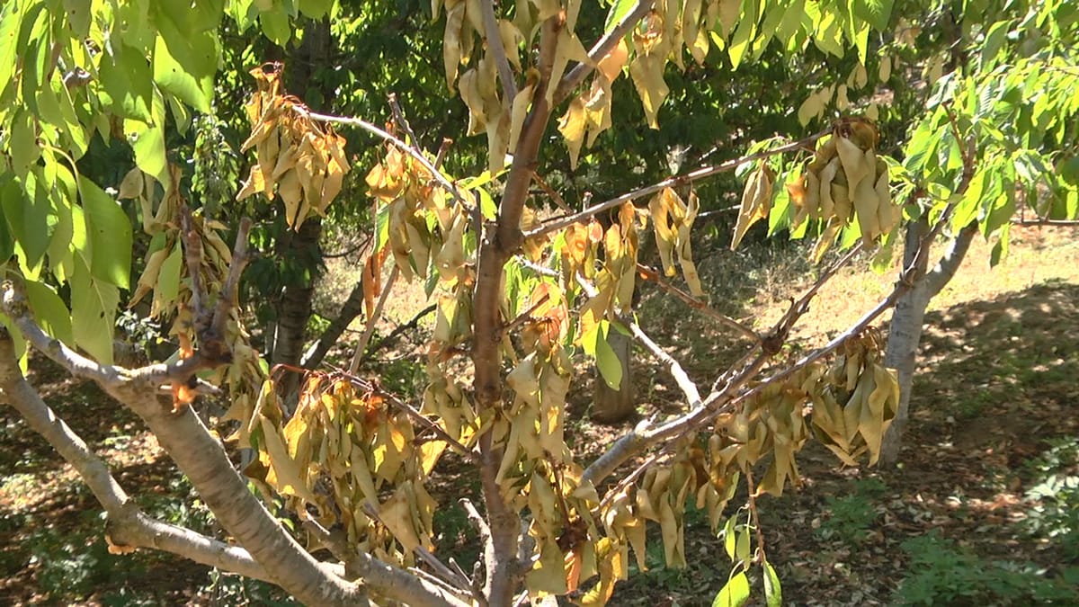 SHUPENZË, DY LAGJE PA UJË VADITËS