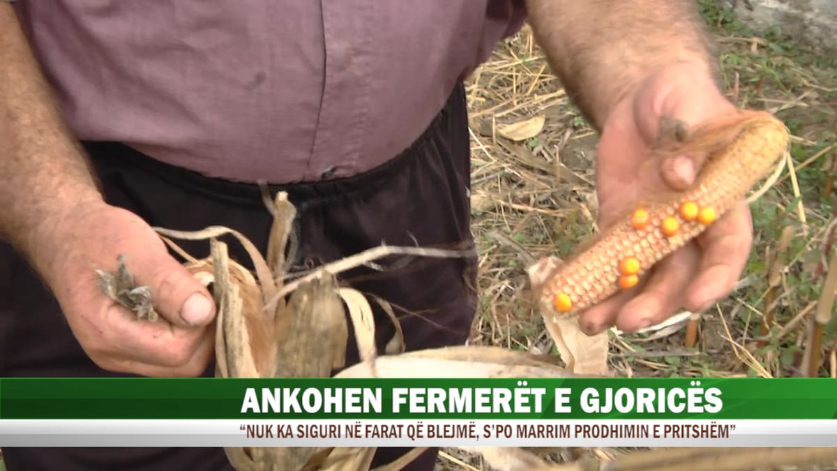 Ankohen fermerët në Gjoricë: Nuk ka siguri në fara, s’po marrim prodhim