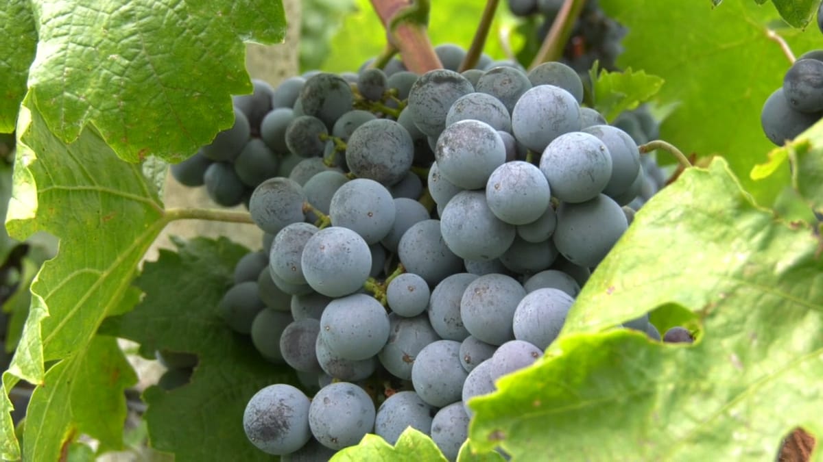 Hapen aplikimet për investimet në sera diellore