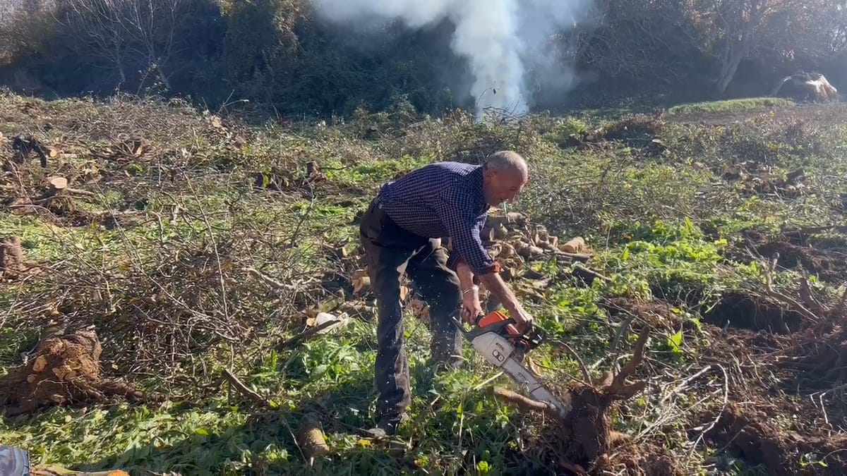 Dibër, molla mbetet pa shitur, fermerët nisin prerjet e drurëve frutor