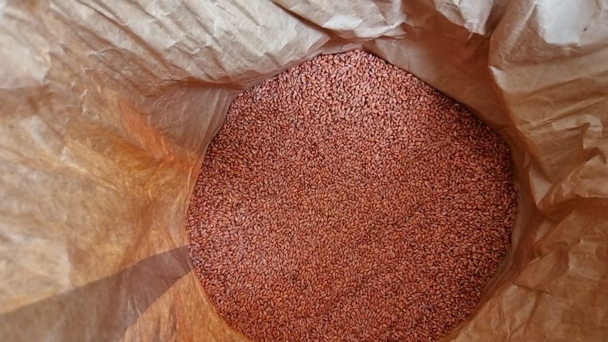 Bie interesi për grurin, në pikat e shitjes së farërave, shumë pak fermerë