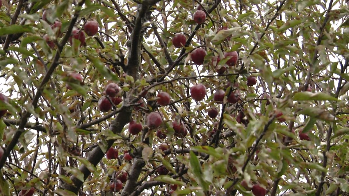 Dibër, mollët kalben në degë, kanë fatin e qershisë