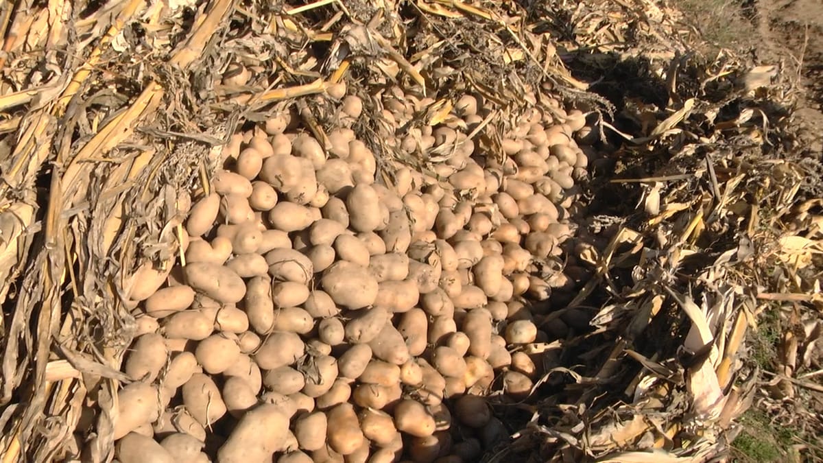 Bllacë, dhjetra kuintal patate mbeten pa shitur