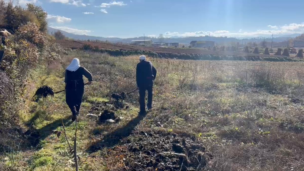 Dibër, çifti i të moshuarve të përkushtuar ndaj bujqësisë, shkak pensioni i ulët