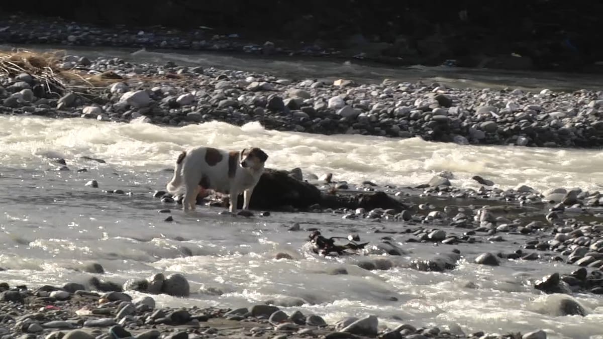 Ndotja e lumit Mat, mbeturina e kafshë të ngordhura pranë fshatit Bërshi
