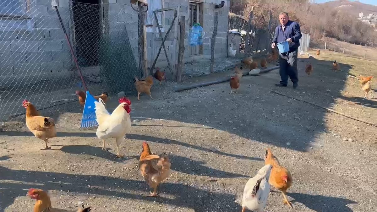 Mehmet Zajmi ngre fermën e pulave, pa mbështetje të institucioneve