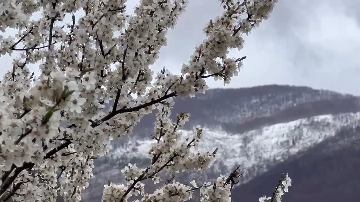 Reshjet e borës përfshijnë edhe zonat e thella të Dibrës e Bulqizës