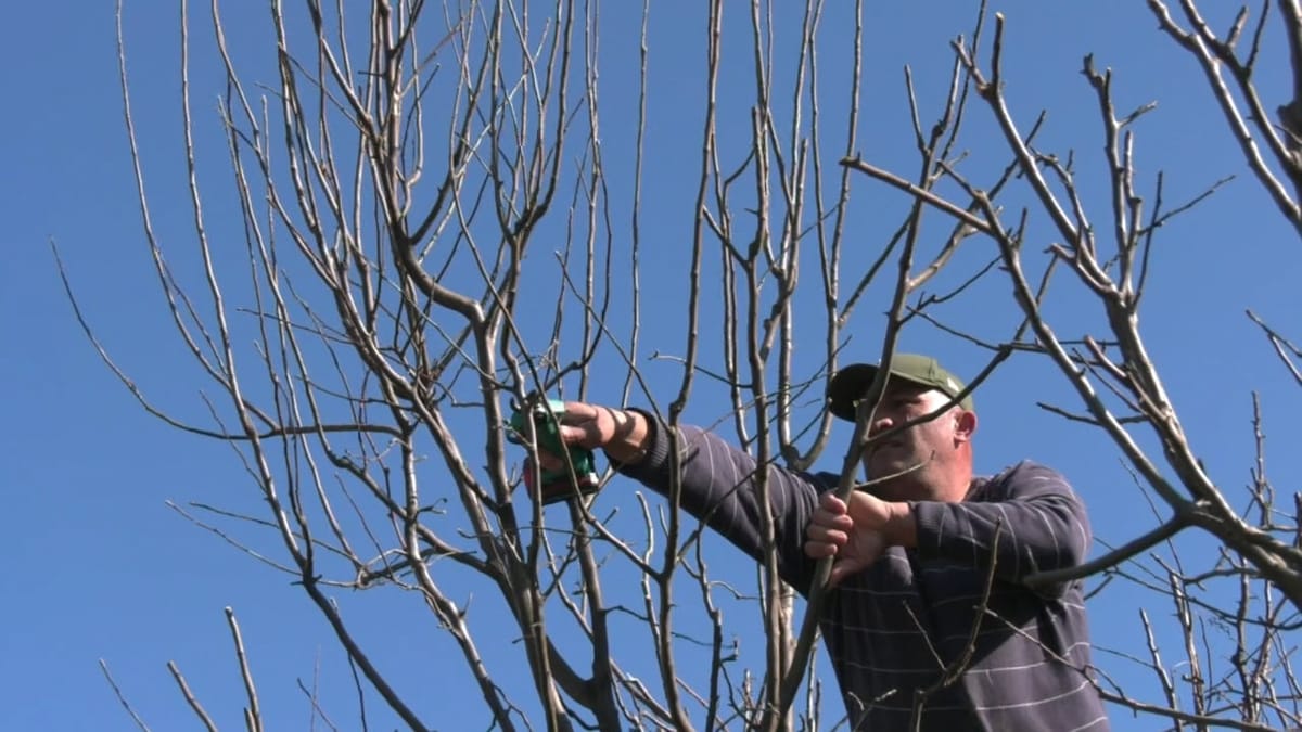 Sezoni i krasitjes drejt fundit, specialistët japin këshillat e nevojshme