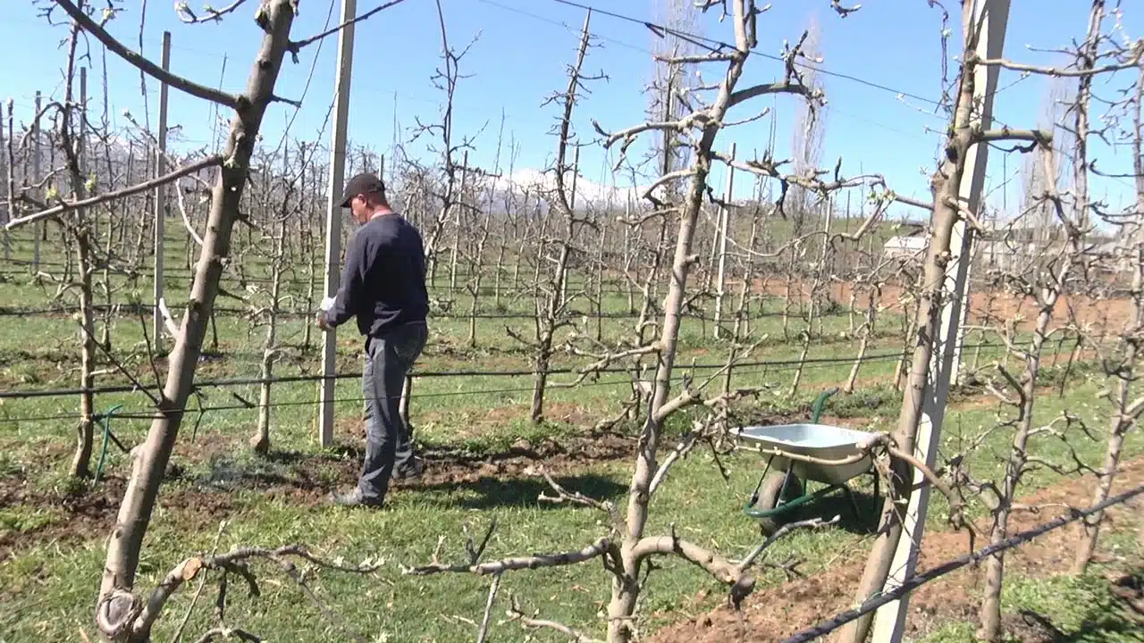 Vëllezërit fermer në Dibër, dhjetra hektar të mbjella me pemë frutore