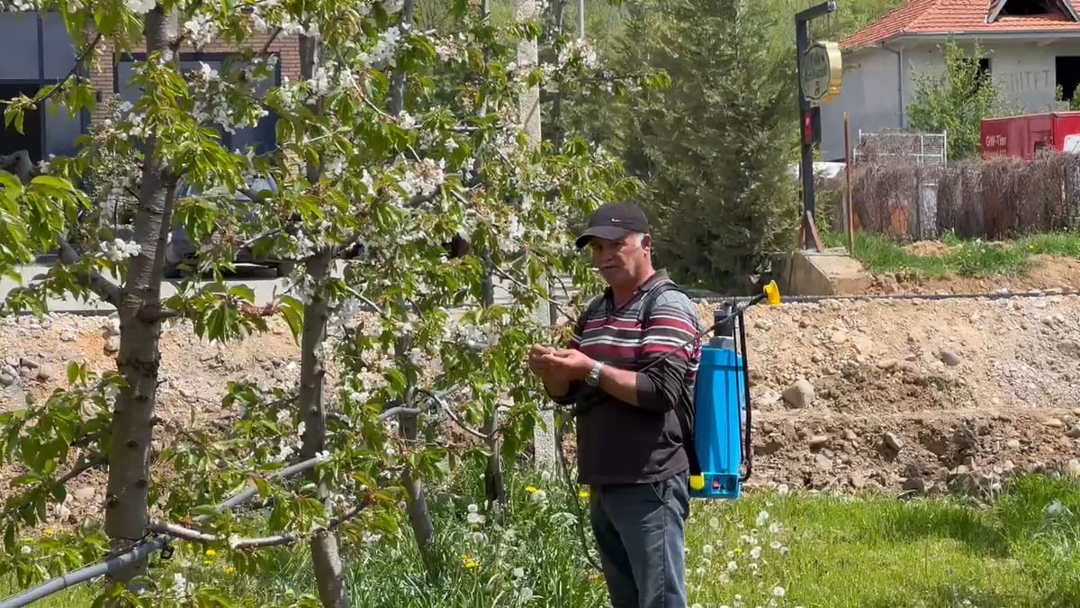 Dibër, shpëtojnë qershiat e vona
