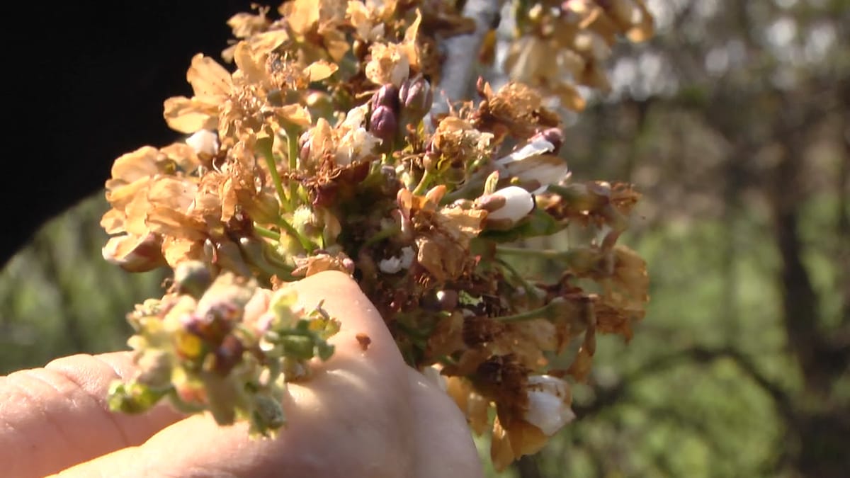 Edhe pas 5 ditësh, Ostreni nën “pushtetin” e borës dhe ngricës