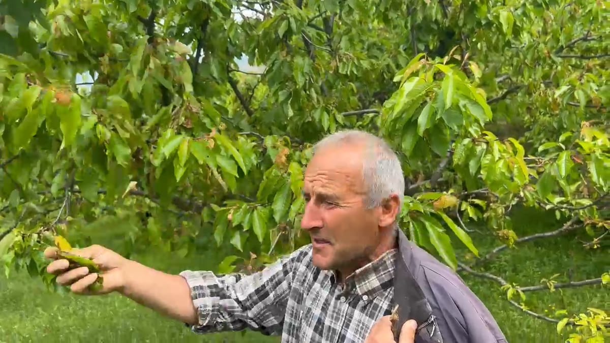 Fshati i qershive, këtë vit pa prodhim, në rrezik edhe pemët