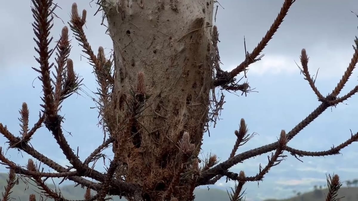 Procesionaria merr “malet”