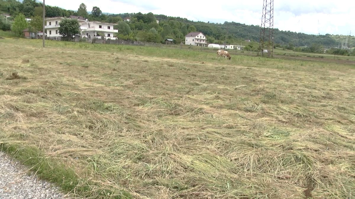 Shirat e fundit dëmtojnë bujqësinë në luginën e Matit